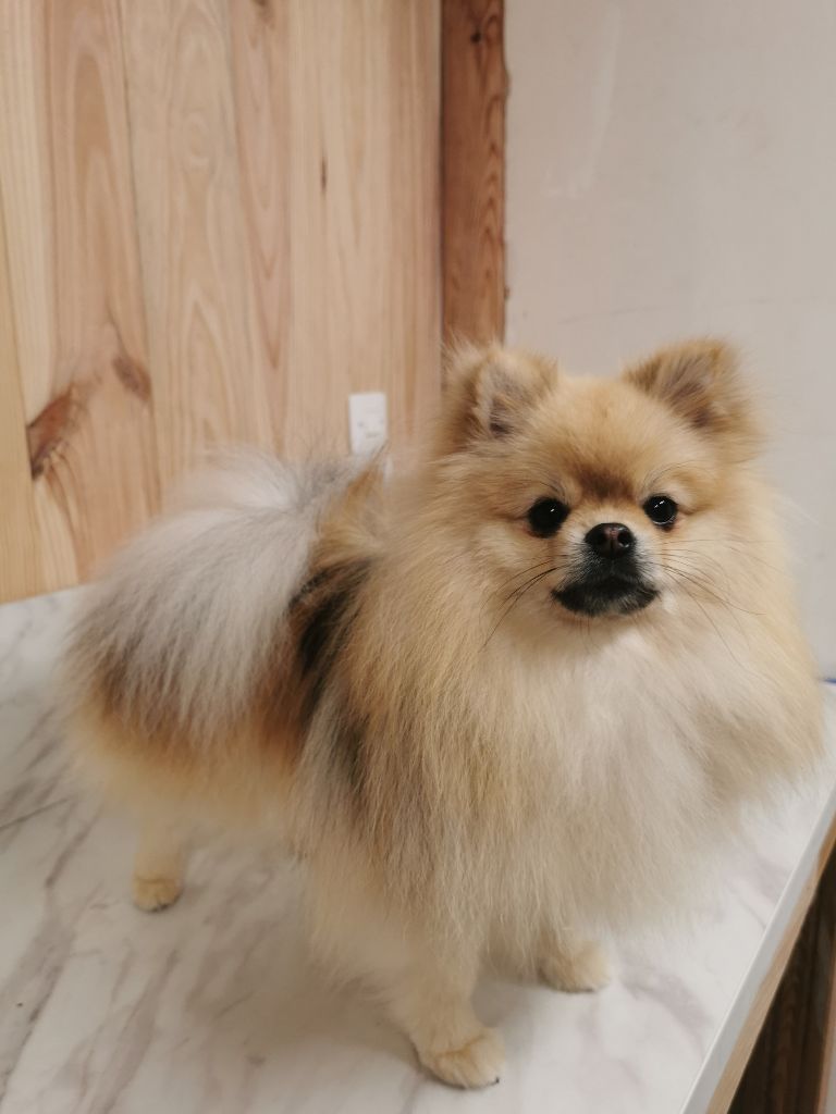 Des Spitz'chouns - Chiot disponible  - Spitz allemand