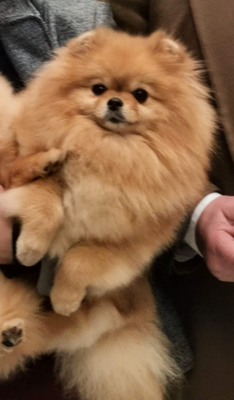 SIMONA SIRINITY Des Spitz'chouns