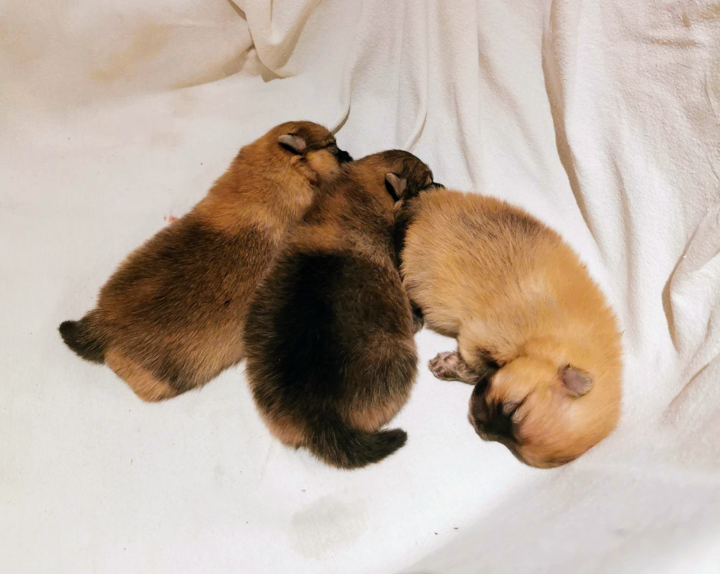 Des Spitz'chouns - Spitz allemand - Portée née le 19/11/2025