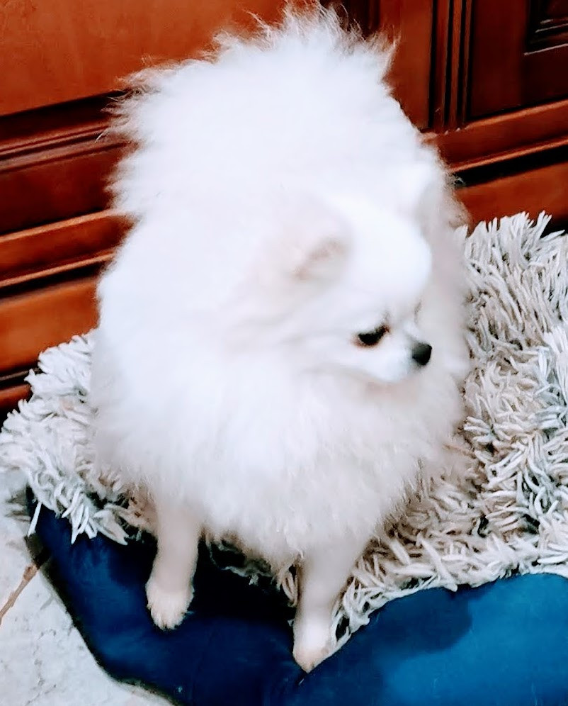 Des Spitz'chouns - Chiots disponibles - Spitz allemand