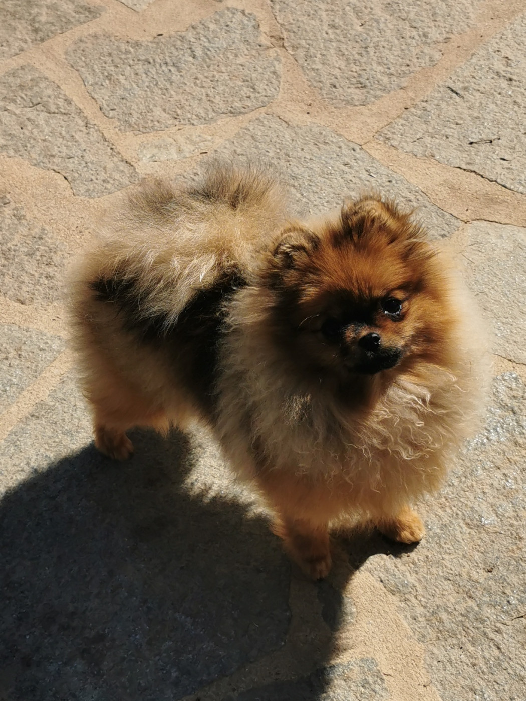 Des Spitz'chouns - Chiots disponibles - Spitz allemand