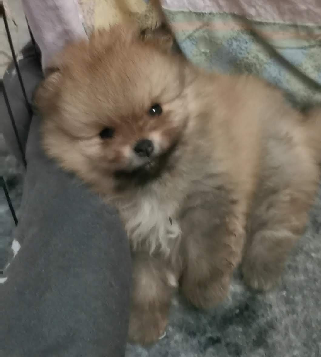Des Spitz'chouns - Chiots disponibles - Spitz allemand