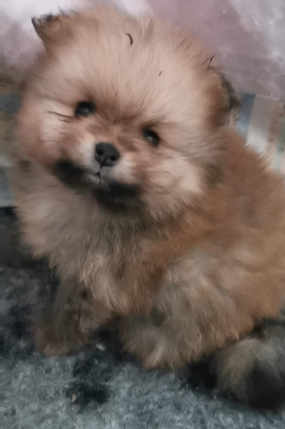 Des Spitz'chouns - Chiots disponibles - Spitz allemand