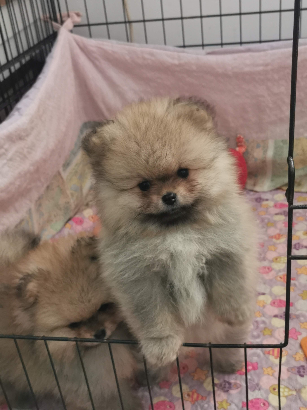 Des Spitz'chouns - Chiots disponibles - Spitz allemand