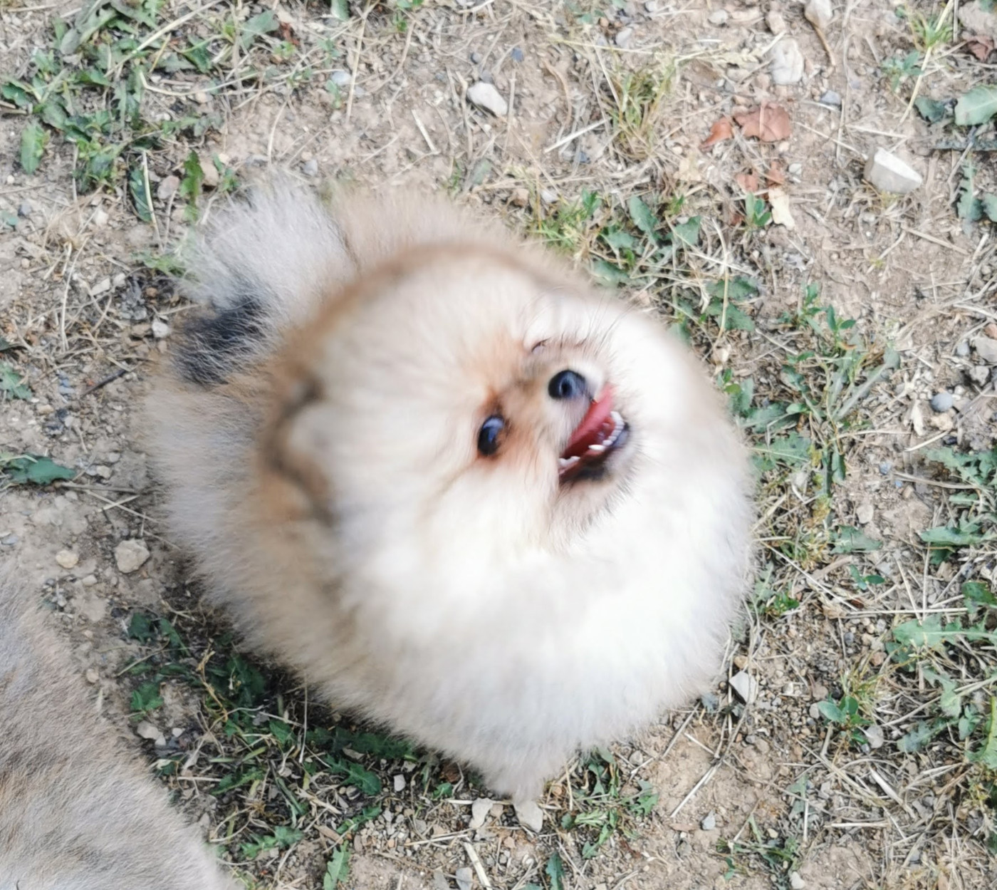 Des Spitz'chouns - Chiots disponibles - Spitz allemand