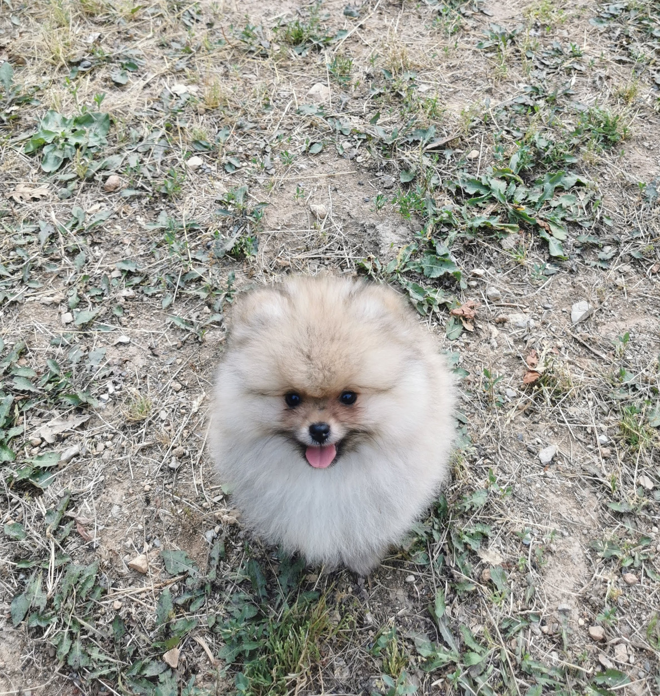 Des Spitz'chouns - Chiots disponibles - Spitz allemand