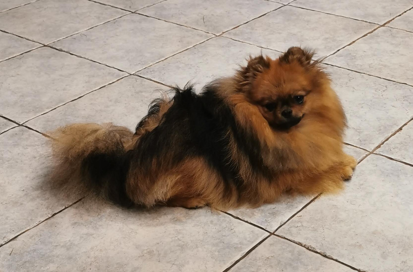 Des Spitz'chouns - Chiots disponibles - Spitz allemand
