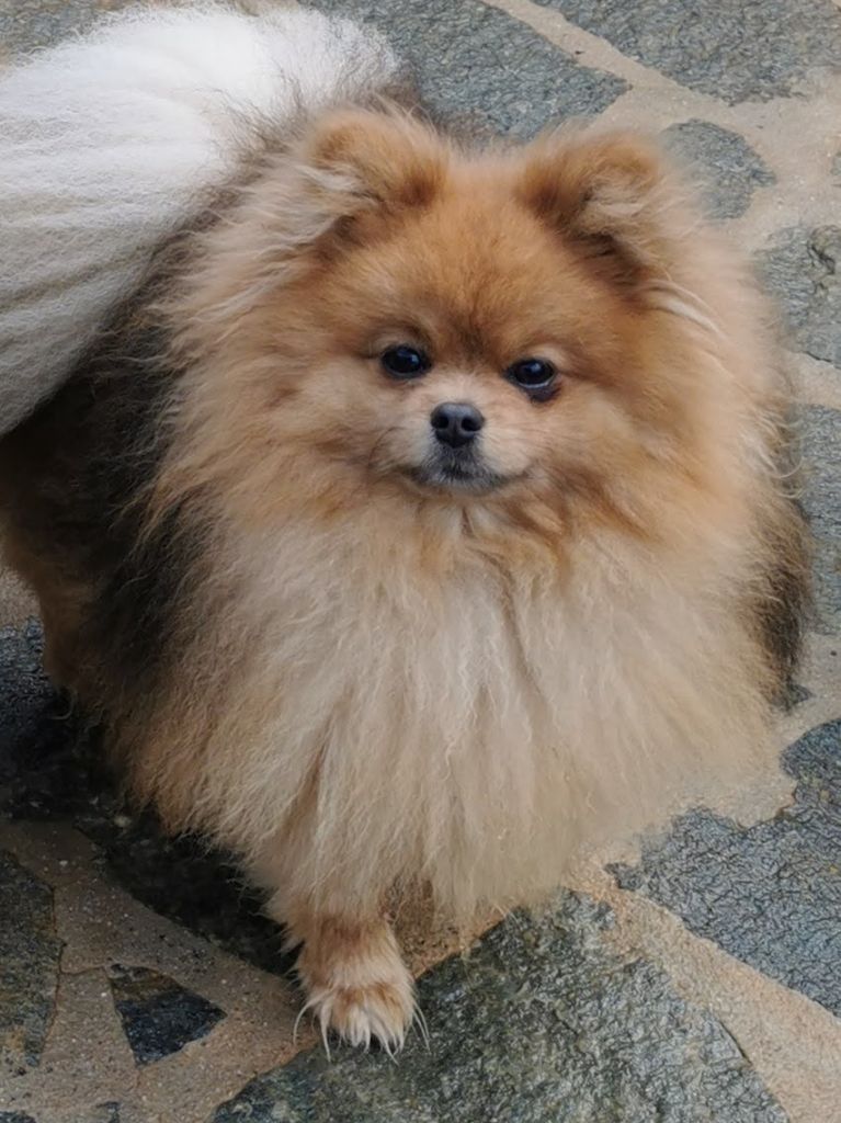 Des Spitz'chouns - Chiots disponibles - Spitz allemand