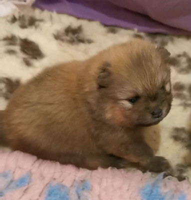 Chiot N°2