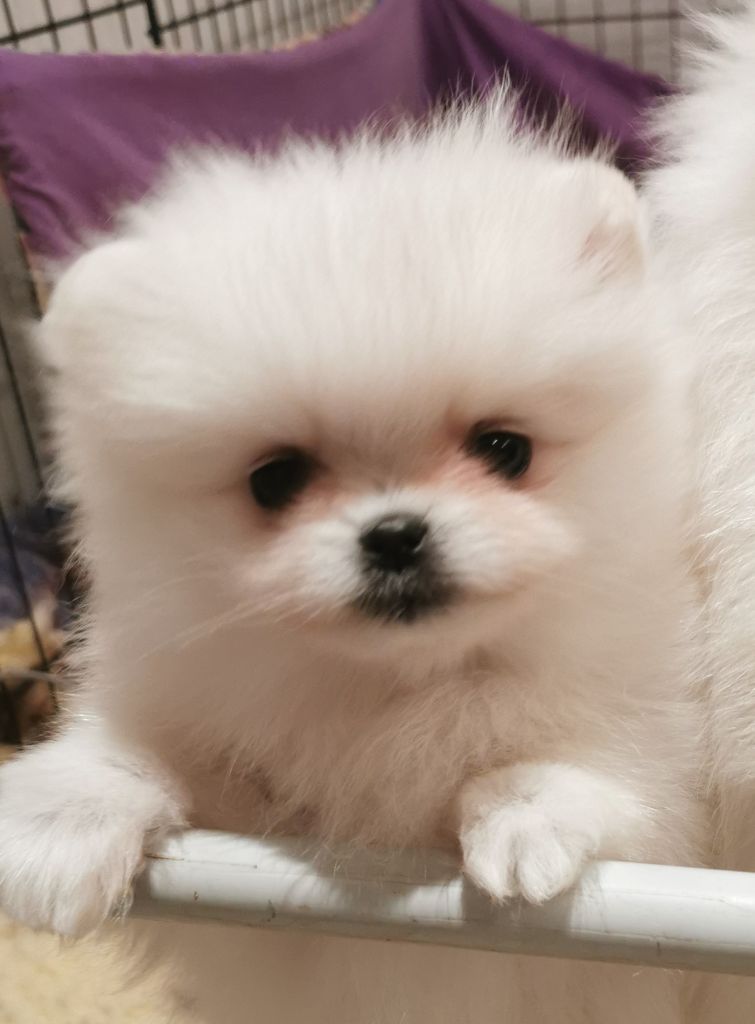 Des Spitz'chouns - Chiots disponibles - Spitz allemand