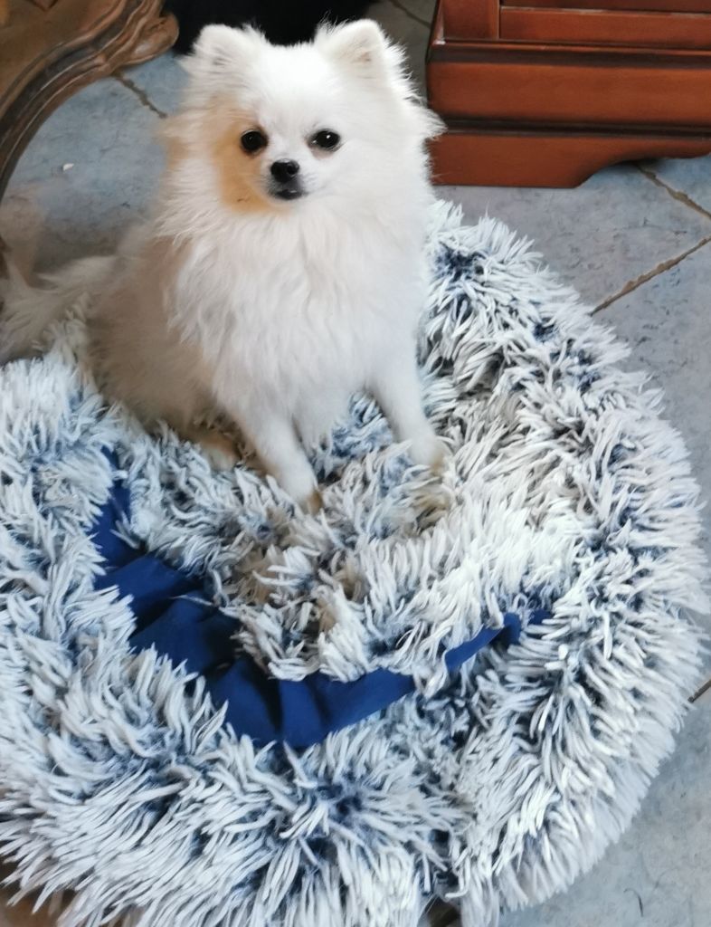 Des Spitz'chouns - Chiots disponibles - Spitz allemand