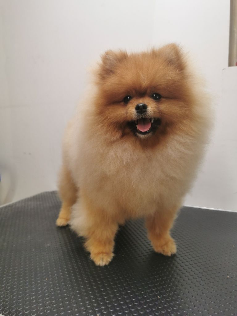 Des Spitz'chouns - Chiots disponibles - Spitz allemand