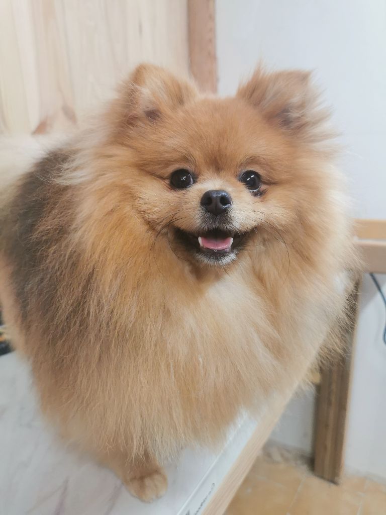 Des Spitz'chouns - Chiots disponibles - Spitz allemand
