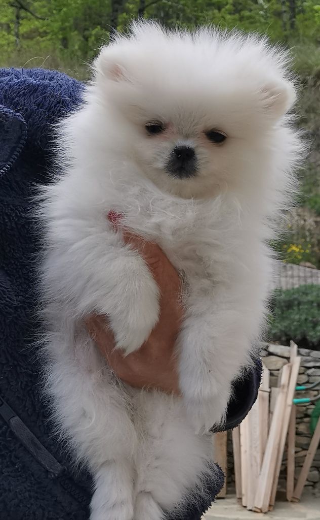 Des Spitz'chouns - Chiots disponibles - Spitz allemand